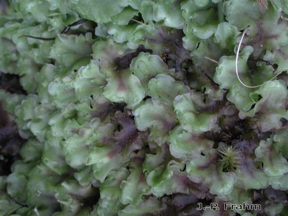 Pellia epiphylla (L.) Corda